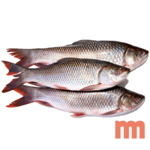 Rohu