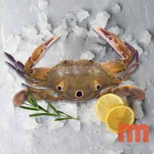 Three Spot Crabs