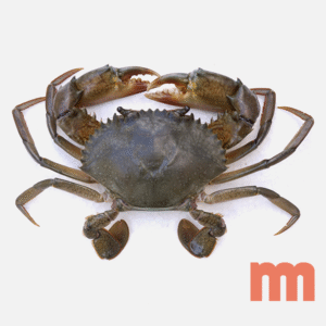 Mud Crabs