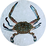 imgi 1 blue crab modified